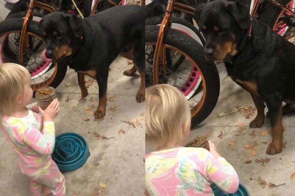 Ela alimentou o cachorro da família