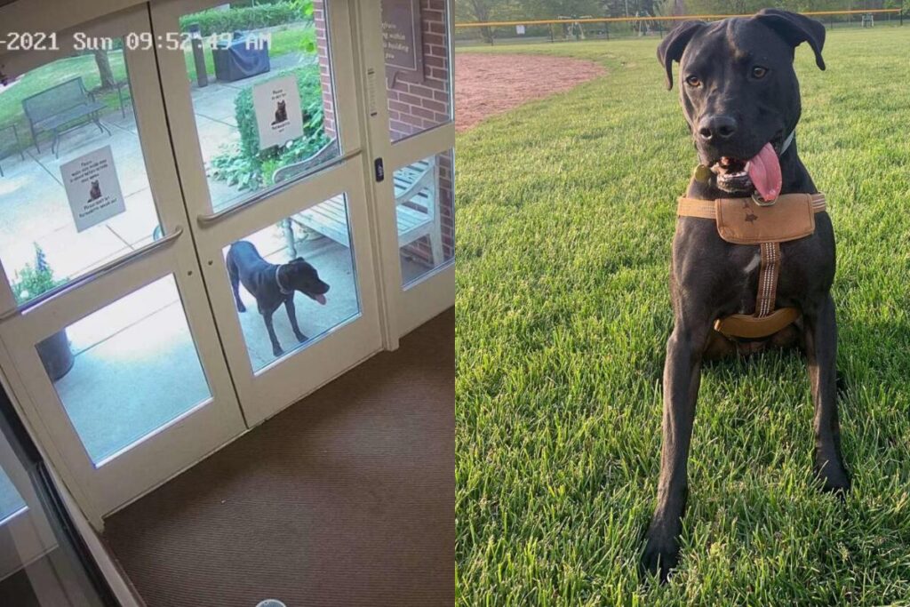 O percurso do animal foi registrado por câmeras de segurança