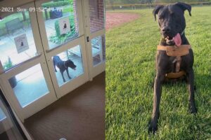 O percurso do animal foi registrado por câmeras de segurança