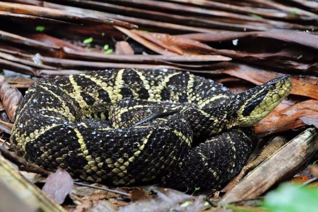 A Jararacacuçu provou ser importante na fabricação de futuros remédio para tratar a covid-19