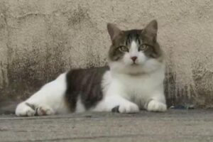 Revolta dos gatos! Mais de 20 pets “entram na justiça” contra condomínio