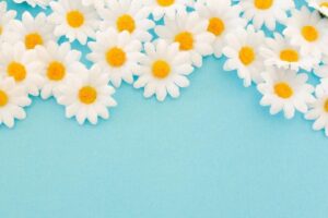 A camomila ajuda a deixar o bebê mais tranquilo e relaxar