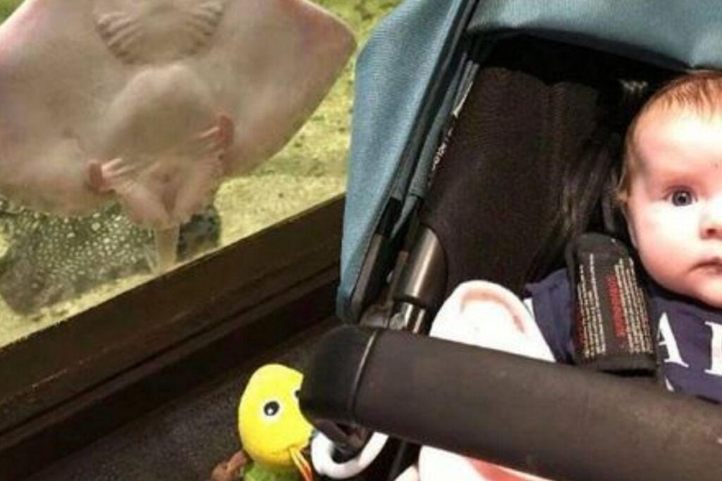 Mãe tira foto de arraia com a ‘mesma expressão’ que a filha de 6 meses