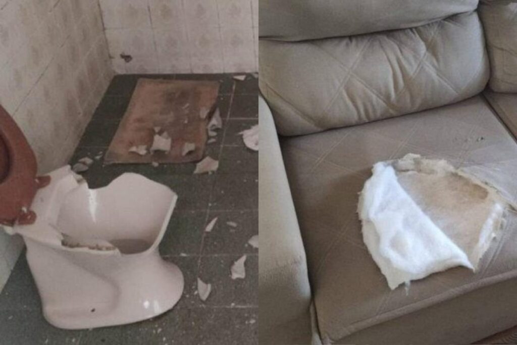 Os policiais fotografaram a destruição do agressor na residência