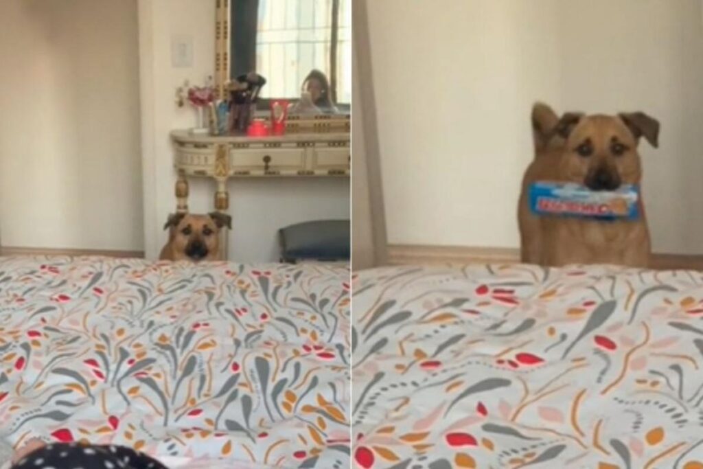 Bambino é um vira-lata caramelo