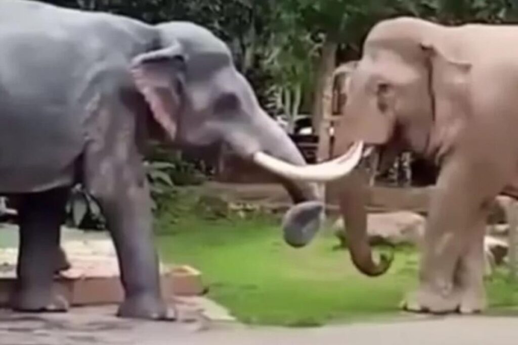 O elefante confundiu a estátua com outro elefante