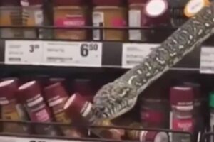 Cobra encontrada em prateleira
