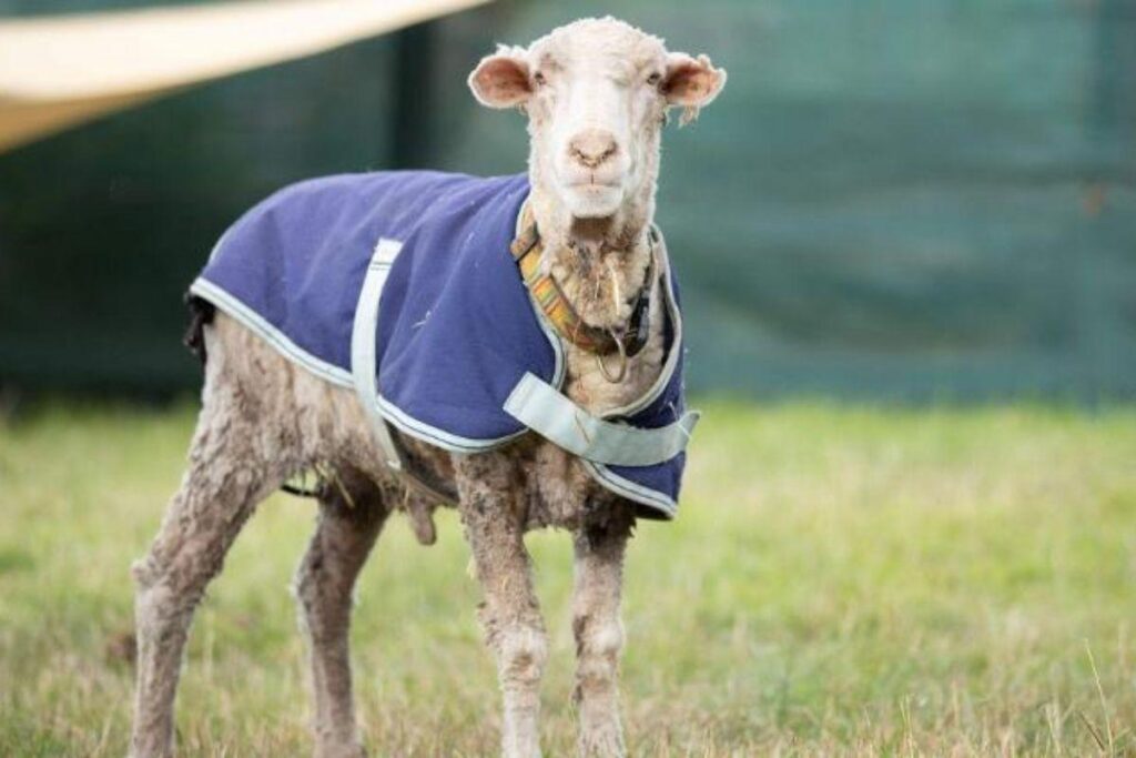 A tia morreu de câncer durante a pandemia.