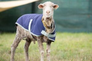 A tia morreu de câncer durante a pandemia.