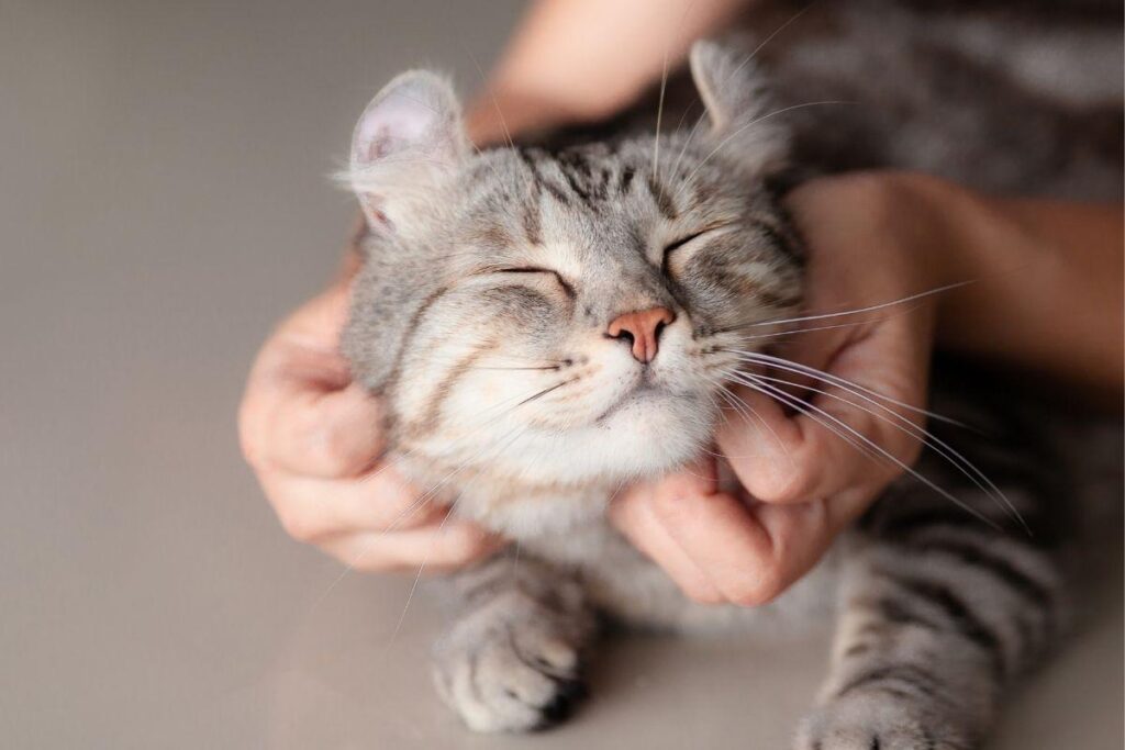 Tapete Higiênico Cafuné Slim