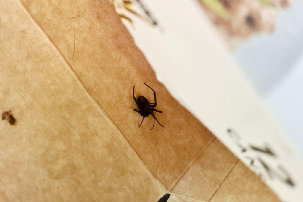 A aranha estava na fralda do bebê