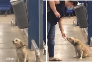O cachorro simpático acena para as pessoas no mercado