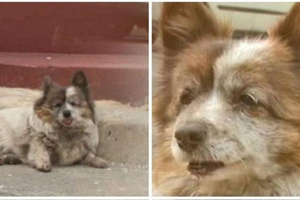 Bokshill não saia do local por nada