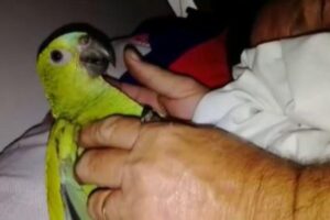 Após 11 anos com o papagaio a família finalmente ganha guarda do animal