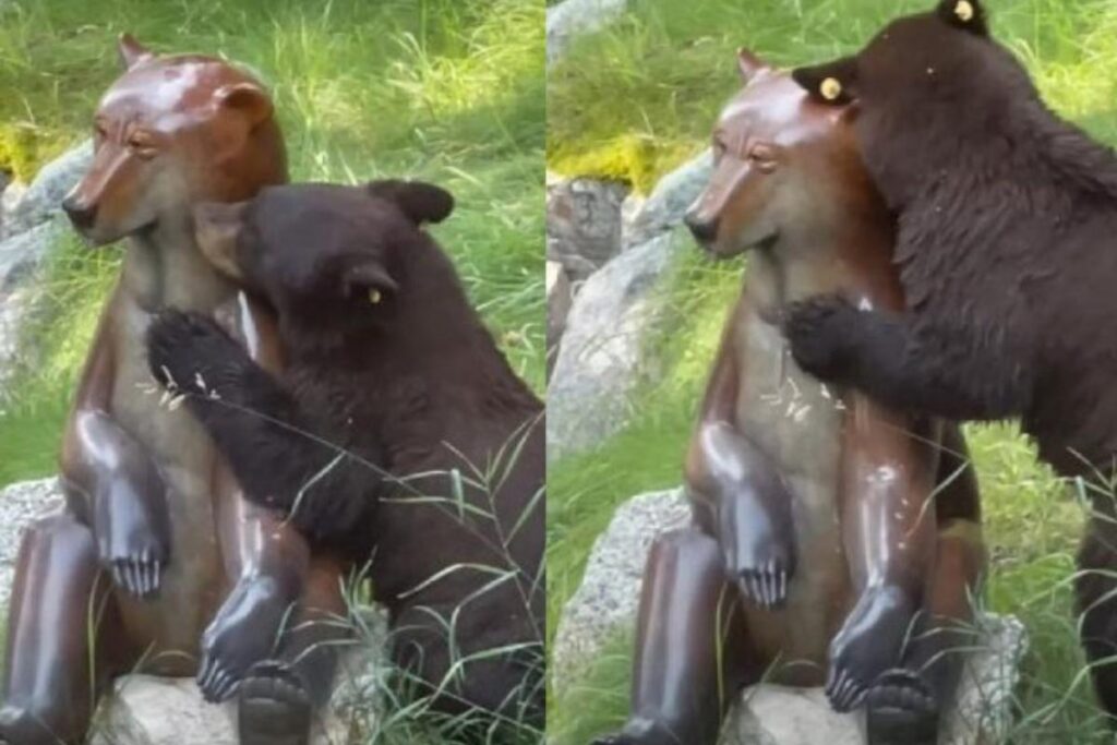 O urso se esfregou apaixonadamente na estátua