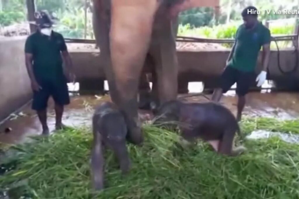 Um dos elefantes gêmeos