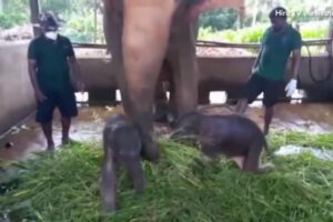 Um dos elefantes gêmeos