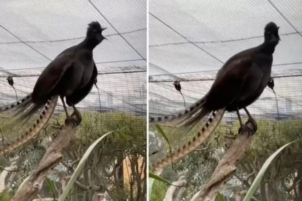 A semelhança impressiona