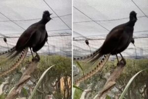 A semelhança impressiona