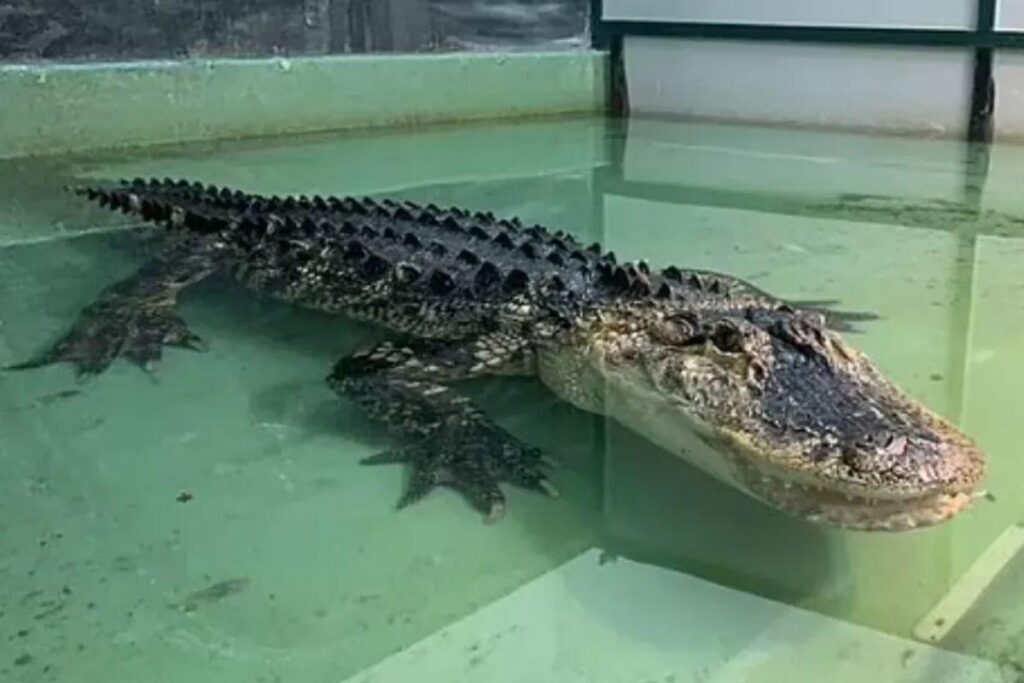 O homem ficou sentado no jacaré enquanto aguardava as autoridades
