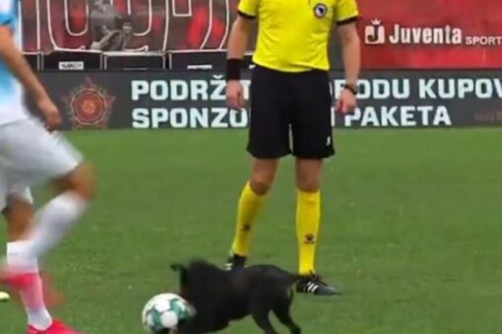 O cachorro foi retirado da quadra por um gandula