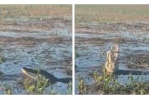 O vídeo viralizou no TikTok