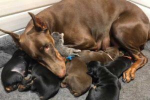 Uma cadela deixou a dona orgulhosa ao adotar uma gata abandonada