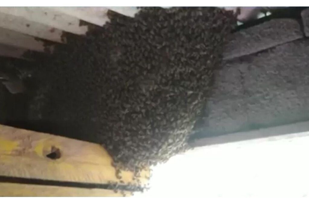 O local estava há meses infestado