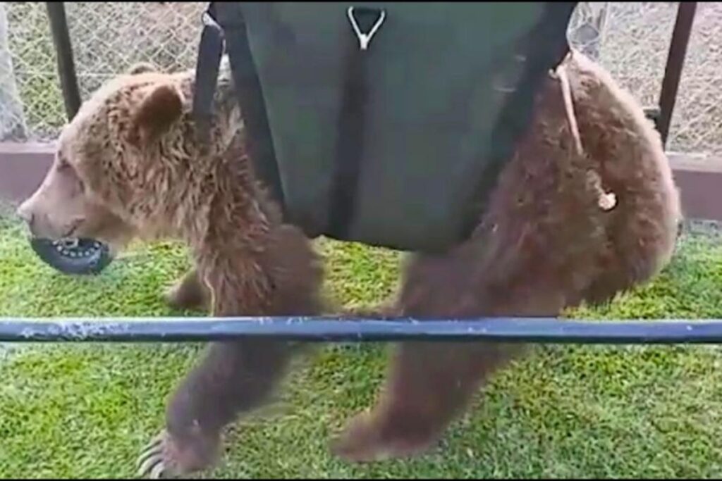 Mizar foi diagnosticada com uma artrose severa