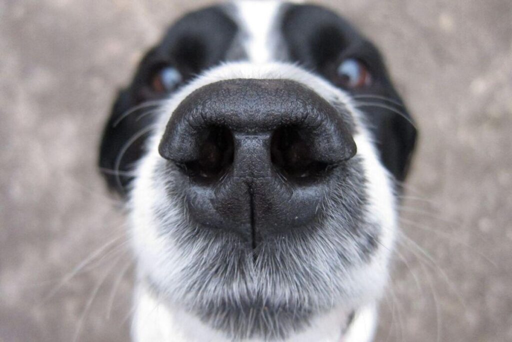 A presença de um animal em casa pode fazer muito bem para a família