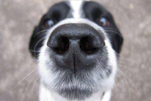 A presença de um animal em casa pode fazer muito bem para a família