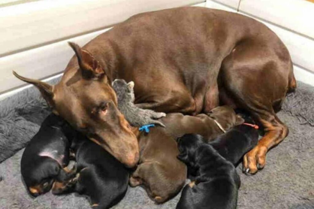 O gato é tratado como um dos filhotes