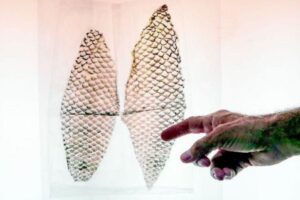 Pesquisadores ainda estão trabalhando para que essa cirurgia possa ser usada mais vezes