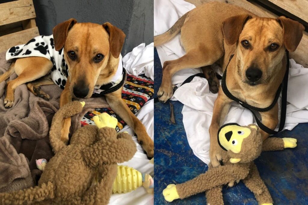 Caramelo foi acolhido pelos funcionários do hotel