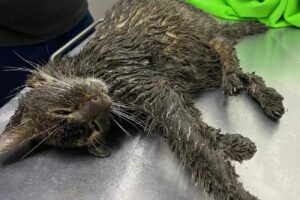 Um animal foi atendido por uma ONG após ser encontrado com lama e graxa