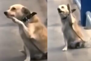Uma cadela chamou atenção após um vídeo em que aparece cumprimentando as pessoas em supermercado