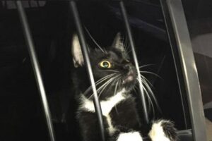 O gato foi “pego em flagrante” pelos policiais