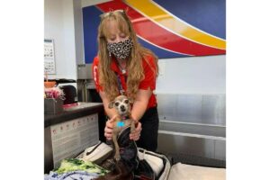 Casal descobre que cachorra da família estava escondida na mala após serem parados no aeroporto