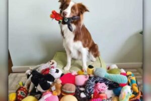 Gaia é uma cadela superdotada e foi destaque em um estudo sobre memória