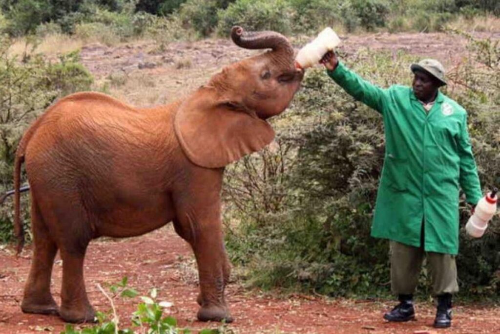 A população de elefantes aumentou em 13% na África segundo censo