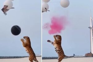 O uso do animal como atração gerou polêmica