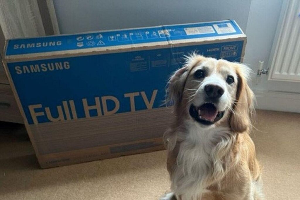 O cachorro encontrou a carne podre dentro da caixa da televisão