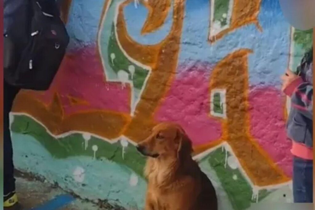 Cachorro consciente!