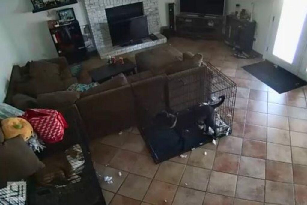 Fantasma é flagrado tirando a coleira do cachorro