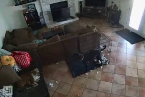 Fantasma é flagrado tirando a coleira do cachorro