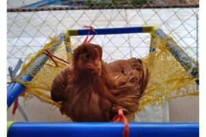 Família faz rede improvisada para galinha