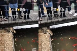 O momento em que ele pega a comida e vai embora