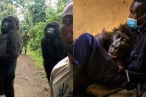 Ndakasi ficou famosa após uma selfie viralizar na internet