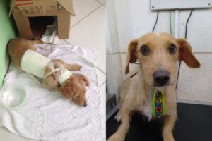 Tijolinho sofreu uma agressão