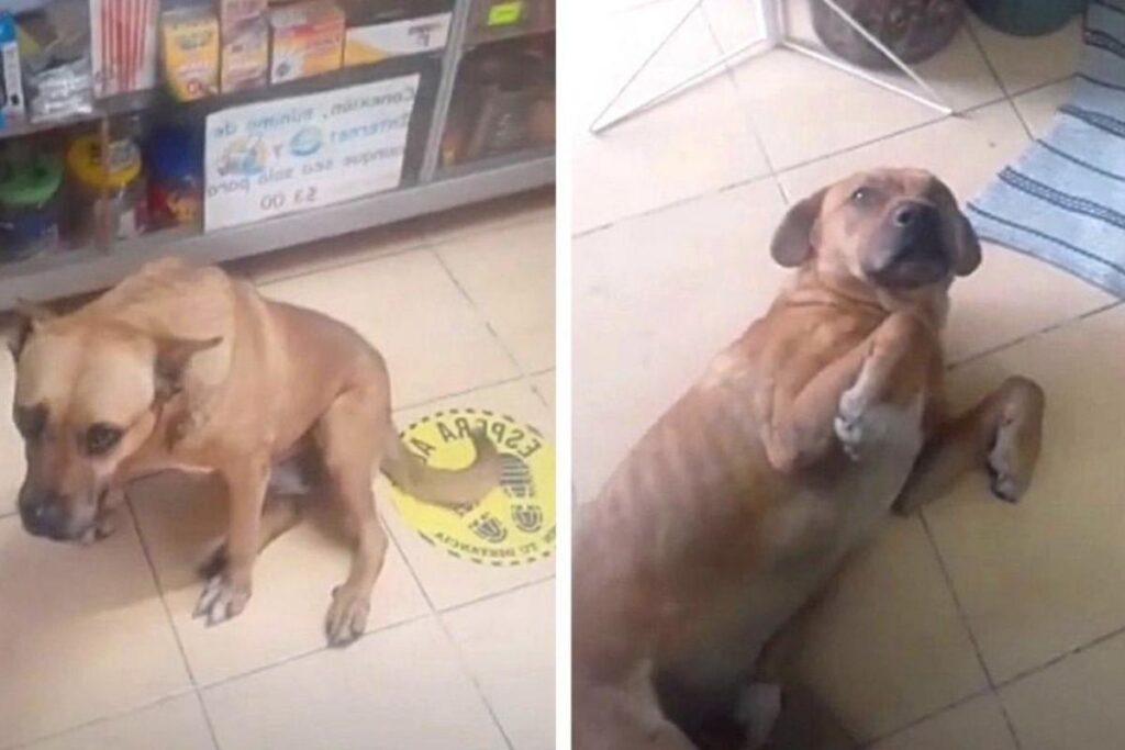 A cadela convidou o amigo para se proteger da chuva